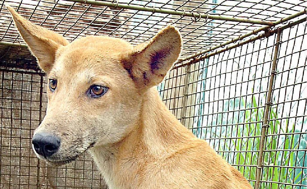 The pup’s purity will determine its fate. The pup’s purity will determine its fate.